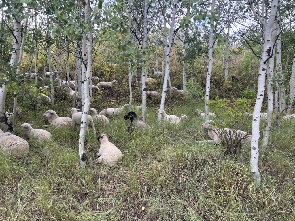 Mountain Photo which includes sheep who roam the forest, taken in the Uinta-Wasatch-Cache national forest.